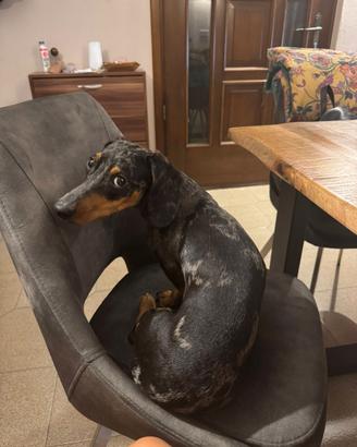 Bassotto maschio per monta o cuccioli