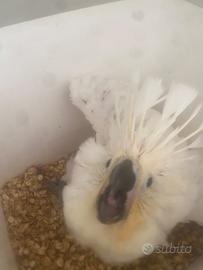 Cacatua alba baby