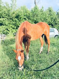 Cavallo dolce