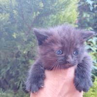 Gattini cuccioli British chocolate o total black