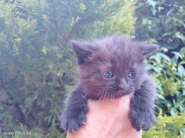 Gattini cuccioli British chocolate o total black