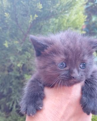 Gattini cuccioli British chocolate o total black