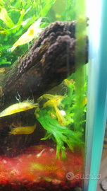 Caridine yellow. Gamberetto d'acqua dolce