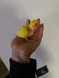 Inseparabili roseicollis