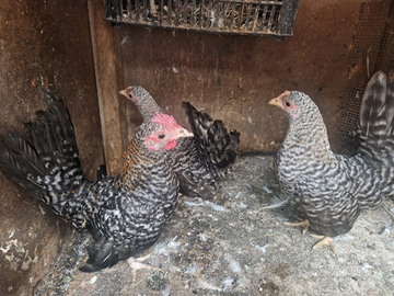 Serama galletto e gallina coppia
