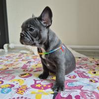 Bulldog francese Blue