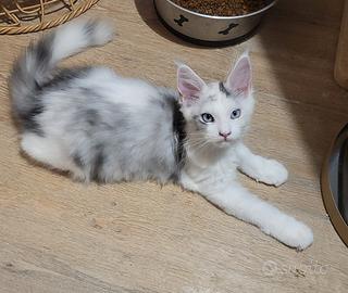 Cuccioli Maine coon