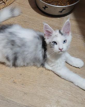 Cuccioli Maine coon