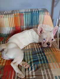 Bulldog francese