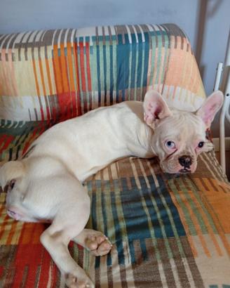 Bulldog francese