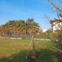 Pianta di Giuggiolo