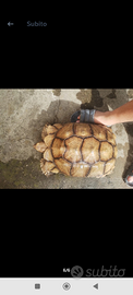 Tartarughe africana sulcata