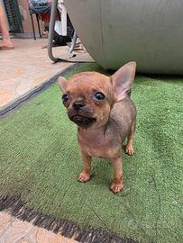 Cuccioli di chihuahua
