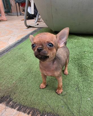Cuccioli di chihuahua