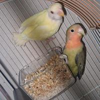 Inseparabili