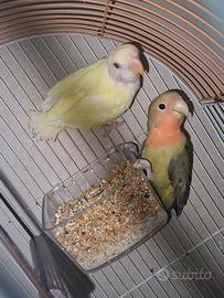 Inseparabili
