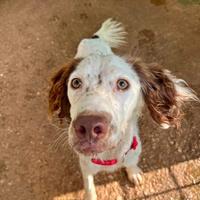 Cagnolino setter