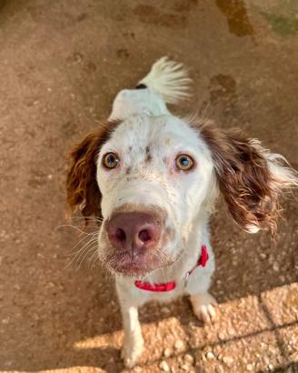 Cagnolino setter