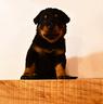 cucciola-pastore-di-beauce-nero-focata