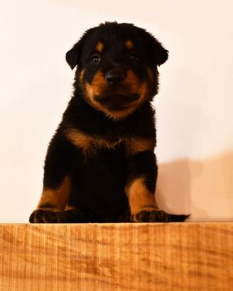 Cucciola PASTORE di BEAUCE nero focata