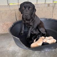 Cuccioli di Labrador Retriver