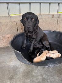 Cuccioli di Labrador Retriver
