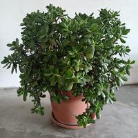 Crassula ovata