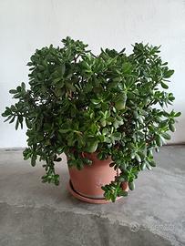 Crassula ovata