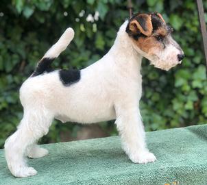 Fox terrier, Lakeland terrier
