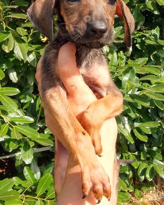 Cuccioli di segugio adozione