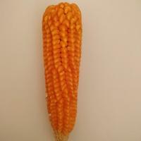 pignoletto giallo - mais da semina