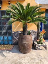 Piante Cicas