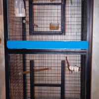 Coppia di cocorite completa di voliera