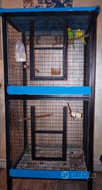 Coppia di cocorite completa di voliera