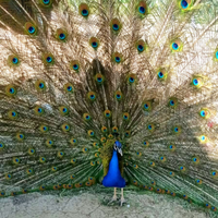 Pavone Maschio 12 Mesi