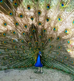 Pavone Maschio 12 Mesi