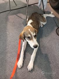 Disponibile: Rocky - Pastore Asia Centrale