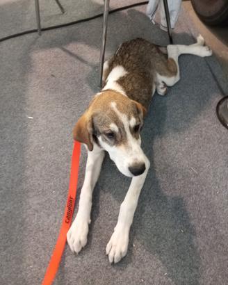 Disponibile: Rocky - Pastore Asia Centrale