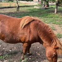 Pony