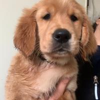 Cuccioli golden retriever selezionati