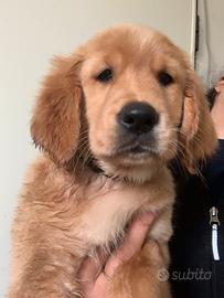 Cuccioli golden retriever selezionati
