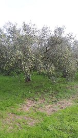 Terreno con piante di ulivo