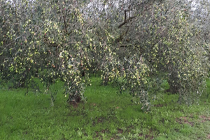 Terreno con piante di ulivo