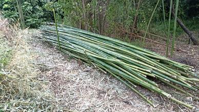 Bamboo Bambu