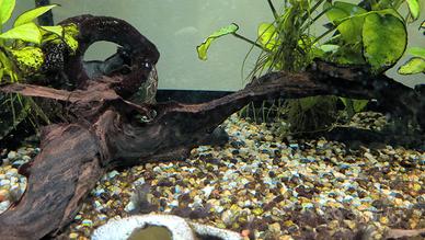 Ancistrus