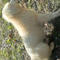 Pastore maremmano abruzzese