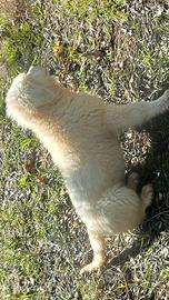 Pastore maremmano abruzzese