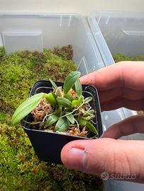 Bulbophyllum barbigerum