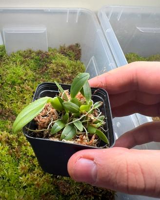 Bulbophyllum barbigerum
