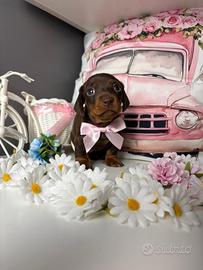 Bassotto Kaninchen / Nano femmina Pedigree ENCI